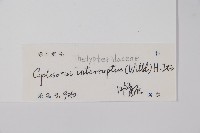 鐵毛蕨、毛蕨藏品圖，第2張