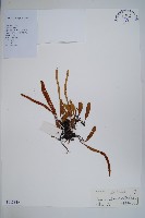 抱樹石葦藏品圖，第1張