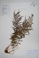 鱗蓋鳳尾蕨藏品圖，第1張