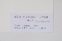 鱗蓋鳳尾蕨藏品圖，第2張