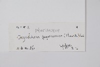 日本金粉蕨藏品圖，第2張