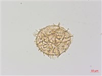 毛葉軸脈蕨藏品圖，第3張