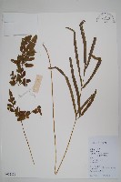 箭葉鳳尾蕨藏品圖，第1張