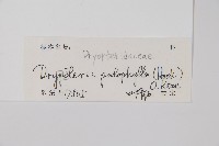 柄葉鱗毛蕨藏品圖，第2張