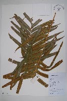 烏毛蕨藏品圖，第1張