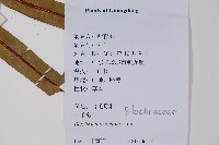 烏毛蕨藏品圖，第2張