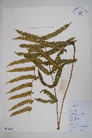 密毛毛蕨藏品圖，第1張