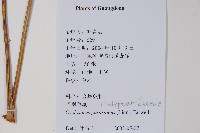 密毛毛蕨藏品圖，第2張