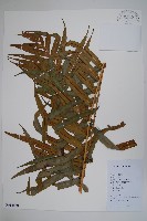 烏毛蕨藏品圖，第1張