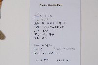 烏毛蕨藏品圖，第2張