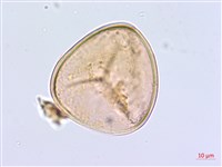 鹵蕨藏品圖，第2張