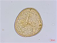 鹵蕨藏品圖，第3張