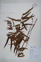 擬毛蕨藏品圖，第1張