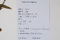 擬毛蕨藏品圖，第2張