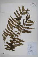 福建蓮座蕨藏品圖，第1張