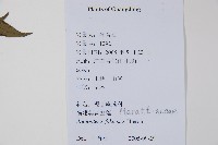 福建蓮座蕨藏品圖，第2張