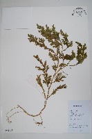 生根卷柏藏品圖，第1張