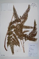 細葉複葉耳蕨藏品圖，第1張