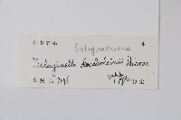 生根卷柏藏品圖，第2張