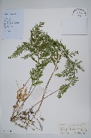 密葉卷柏藏品圖，第1張