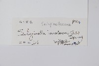 密葉卷柏藏品圖，第2張