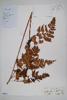 大片複葉耳蕨藏品圖，第1張