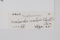 大片複葉耳蕨藏品圖，第2張