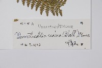 碗蕨藏品圖，第2張