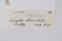 疏松卷柏藏品圖，第2張