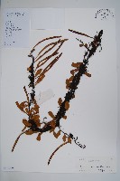 抱樹石葦藏品圖，第1張