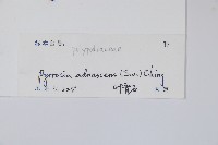 抱樹石葦藏品圖，第2張