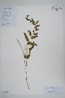 箭葉鱗始蕨藏品圖，第1張