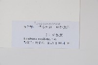 箭葉鱗始蕨藏品圖，第2張