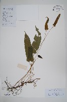 單葉新月蕨藏品圖，第1張