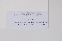 單葉新月蕨藏品圖，第2張