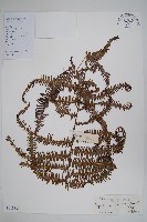 中華裡白藏品圖，第1張