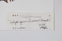 中華裡白藏品圖，第2張