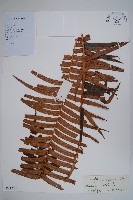 烏毛蕨藏品圖，第1張