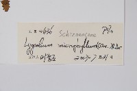 小葉海金沙藏品圖，第2張