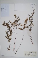 登錄號:P012885藏品圖，第1張