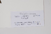 密毛毛蕨藏品圖，第2張