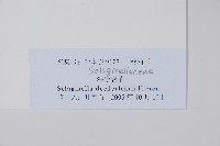 生根卷柏藏品圖，第2張