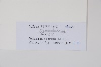 華南紫萁藏品圖，第2張