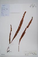 粵瓦葦藏品圖，第1張