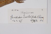 雙葉密網蕨藏品圖，第2張