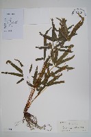 登錄號:P012891藏品圖，第1張