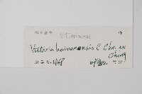 書帶蕨藏品圖，第2張