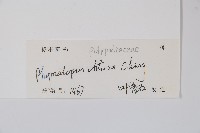 圓頂假瘤蕨藏品圖，第2張