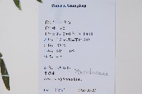 半邊羽裂鳳尾蕨藏品圖，第2張