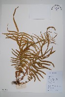 鱗蓋鳳尾蕨藏品圖，第1張